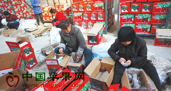 秦州区藉口镇四十里铺村的果农在贮藏保鲜库包装苹果，就近打工。.jpg